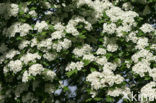 Hawthorn (Crataegus )
