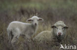 Merino schaap (Ovis domesticus)