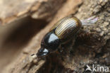 Dung beetle (Aphodius foetidus)