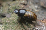 Dung beetle (Aphodius foetidus)