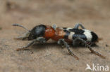 Thanasimus formicarius
