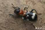 Thanasimus formicarius