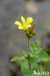 Moerashertshooi (Hypericum elodes) 