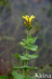 Marsh St John’s wort (Hypericum elodes)