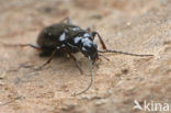 Moerassnelloper (Agonum fuliginosum)