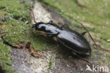 Moerassnelloper (Agonum fuliginosum)