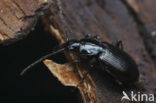 Moerassnelloper (Agonum fuliginosum)