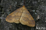Scarce Umber (Agriopis aurantiaria)