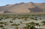 Namib naukluft national park