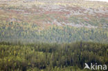 Nationaal Park Fulufjället