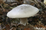 Nevelzwam (Clitocybe nebularis)