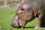 Nijlpaard (Hippopotamus amphibius) 