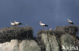 White Stork (Ciconia ciconia)