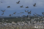 White Stork (Ciconia ciconia)