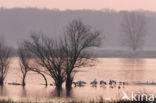 White Stork (Ciconia ciconia)