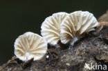 Oorzwammetje (Crepidotus sp.)