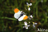 Oranjetipje (Anthocharis cardamines)