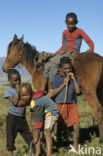 Paard (Equus spp)