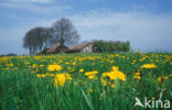 Paardenbloem (Taraxacum vulgare)