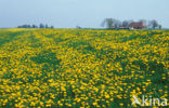 Paardenbloem (Taraxacum vulgare)