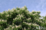 Paardenkastanje (Aesculus hippocastanum)
