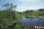 Papyrus (Cyperus papyrus)