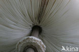 Parasolzwam spec. (Lepiota spec)