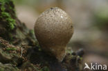 Peervormige stuifzwam (Lycoperdon pyriforme)