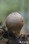 Peervormige stuifzwam (Lycoperdon pyriforme)