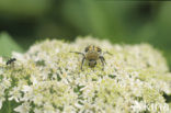 Penseelkever (Trichius fasciatus)