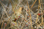 Bohemian Waxwing (Bombycilla garrulus)