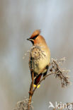 Bohemian Waxwing (Bombycilla garrulus)