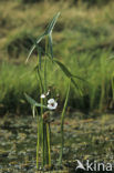 Pijlkruid (Sagittaria sagittifolia)