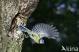 Blue Tit (Parus caeruleus)
