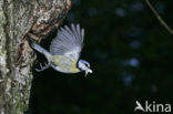 Blue Tit (Parus caeruleus)