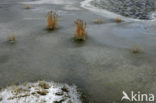 Soft Rush (Juncus effusus)