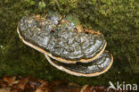 Platte tonderzwam (Ganoderma lipsiense)