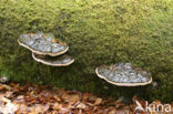 Platte tonderzwam (Ganoderma lipsiense)