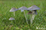 Umbrella Inkycap (Coprinus plicatilis)