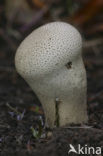 Pestle-Shaped Puffball (Calvatia excipuliformis)