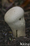 Plooivoetstuifzwam (Calvatia excipuliformis)