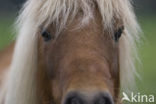 Pony (Equus spp)