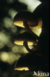 Porcelain fungus (Oudemansiella mucida)