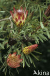 Protea spec.