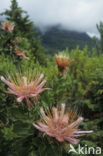 Protea spec.