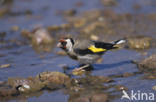 European Goldfinch (Carduelis carduelis)