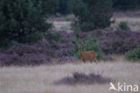 Roe Deer (Capreolus capreolus)