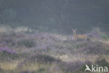 Roe Deer (Capreolus capreolus)