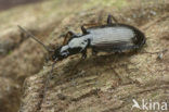 Riviersnelloper (Agonum micans)