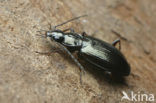 Agonum micans